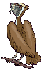 Gif animé mini vautour